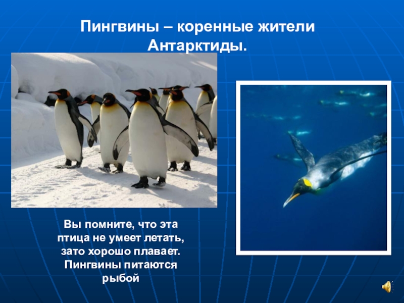 Значение пингвинов в природе. Образ жизни пингвинов. Пингвины Антарктиды презентация. Пингвины в Антарктиде. Летающий Пингвин.