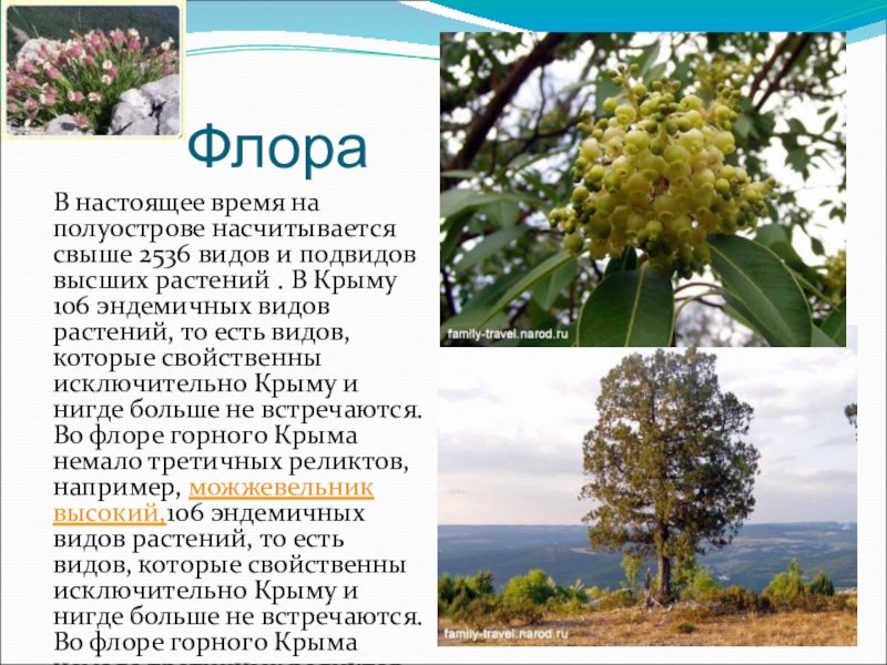 ФлораВ настоящее время на полуострове насчитывается свыше 2536 видов и подвидов высших растений . В Крыму 106