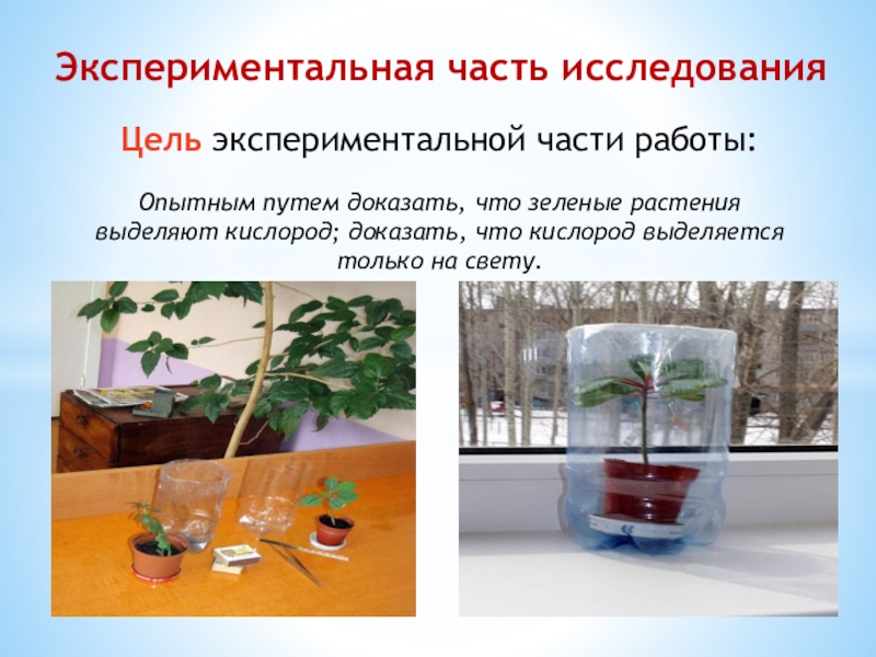Презентация к исследовательской работе по биологии Выявление роди комнатных растений Экспериментальная часть исследованияЦель экспериментальной части работы:Опытным путем доказать, что зеленые растения Экспериментальная часть исследованияЦель экспериментальной части работы:Опытным путем доказать, что зеленые растения выделяют кислород; доказать, что кислород выделяется