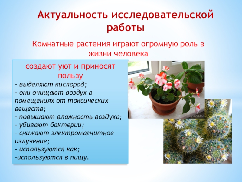 Презентация к исследовательской работе по биологии Выявление роди комнатных растений Актуальность исследовательской работысоздают уют и приносят пользу- выделяют кислород;- они очищают Актуальность исследовательской работысоздают уют и приносят пользу- выделяют кислород;- они очищают воздух в помещениях от токсических веществ;-