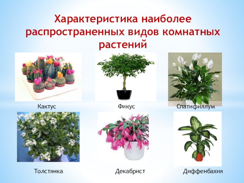 Презентация к исследовательской работе по биологии Выявление роди комнатных растений Характеристика наиболее распространенных видов комнатных растений Кактус Характеристика наиболее распространенных видов комнатных растений Кактус Фикус Спатифиллум