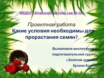 Проектная работа Какие условия необходимы для прорастания семян?