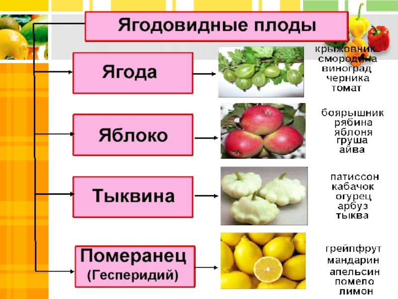 Укажите название плода этого растения. Плоды классификация плодов 6 класс биология. Схема классификация плодов 6 класс по биологии. Разнообразие плодов таблица. Плоды презентация.