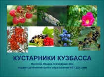 Презентация Кустарники Кузбасса для младших школьников