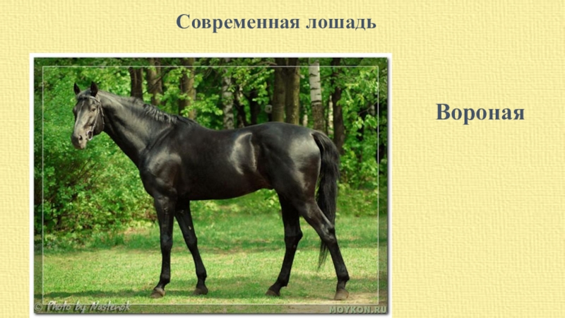 Что означает конь вороной. Чистокровная английская Скаковая. Английская Скаковая порода лошадей.