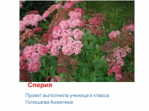 Презентация по Биологии(6 кл)