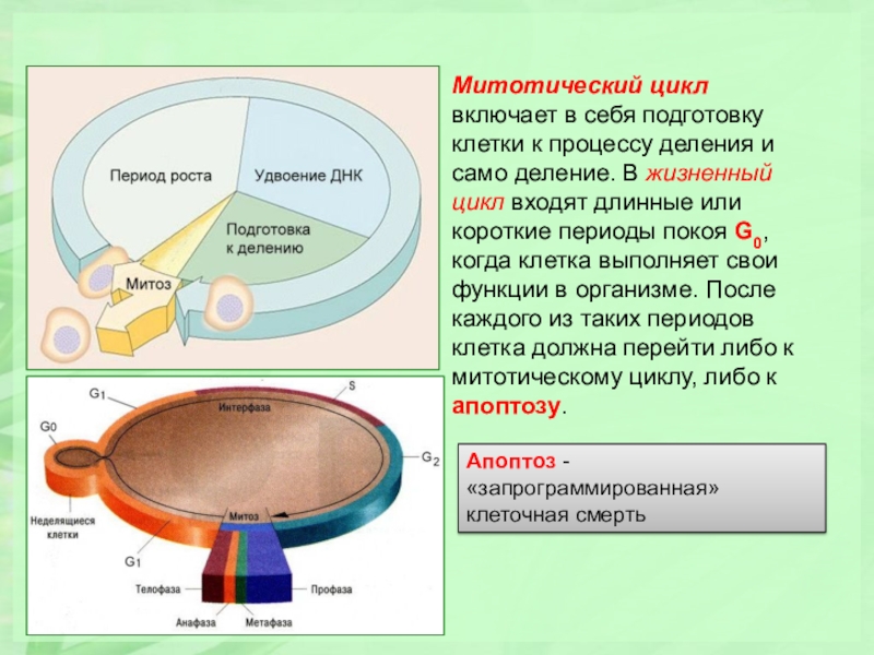 Деление клетки митотический цикл. Митотический цикл клетки периоды. Митоз и митотический цикл клетки. Жизненный и митотический цикл. Клеточный и митотический циклы.