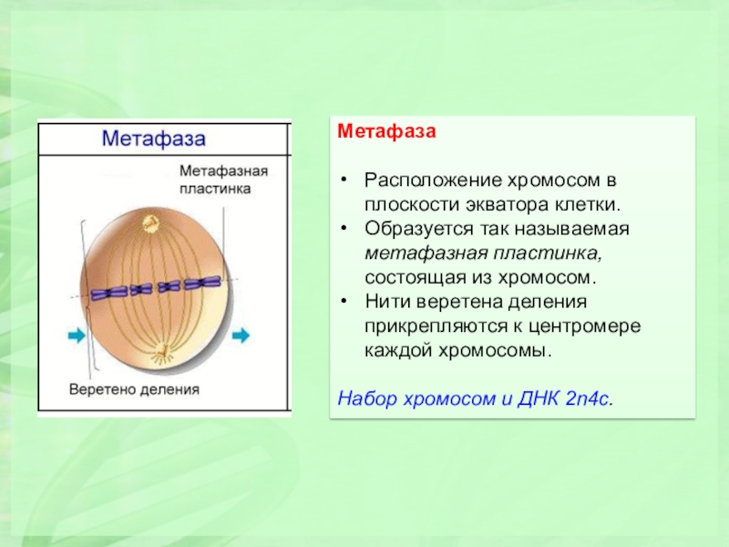 Хромосомы на экваторе. Метафаза расположение. Метафаза расположение хромосом в плоскости. Расположение хромосом в экваториальной. Расположение хромосом в экваториальной плоскости клетки.