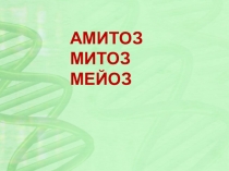 Презентация по биологии по теме Митоз.Мейоз