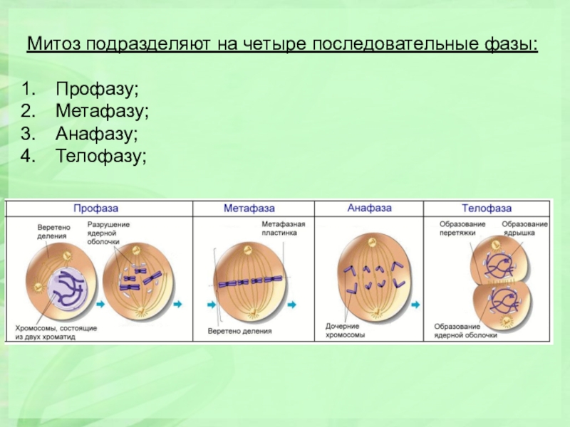 Митоз презентация 10 класс профильный уровень