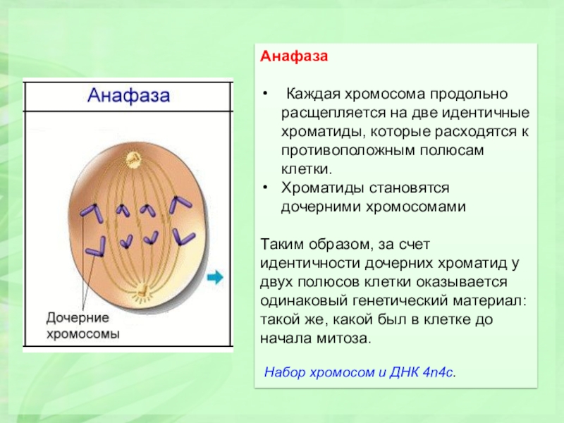 Анафаза 1 набор хромосом и днк