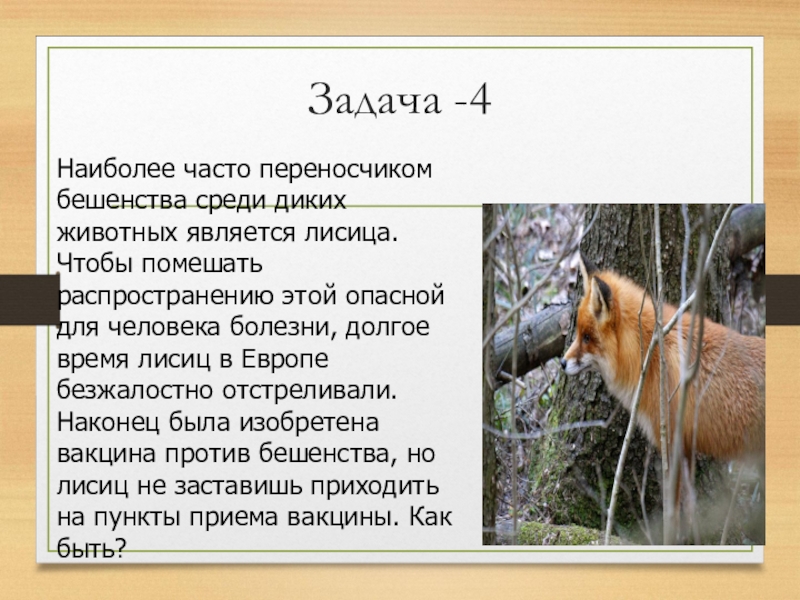 Какого зверя считали хозяином приамурья. Символом какого является лиса.