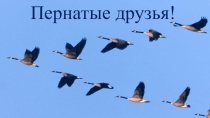 Презентация классного часа на тему: Пернатые друзья!