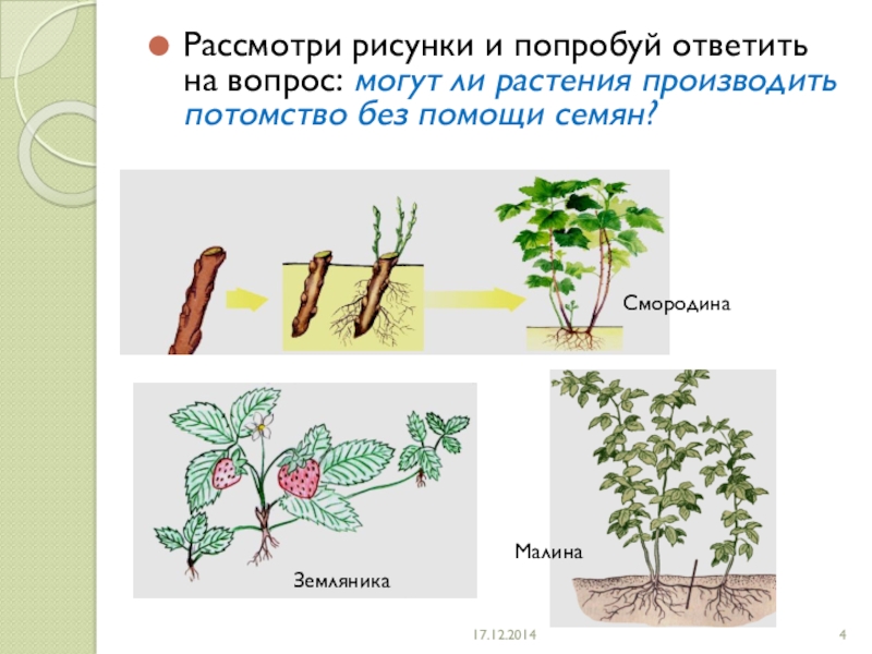 Рассмотрите изображение шести представителей растений