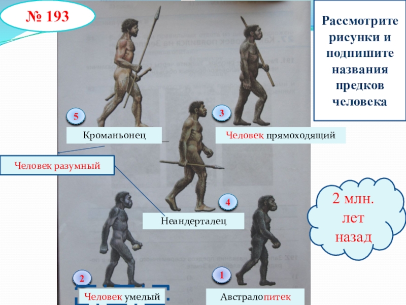 Рассмотрите рисунки и подпишите названия предков человека