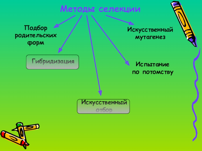 Презентация на тему основы селекции