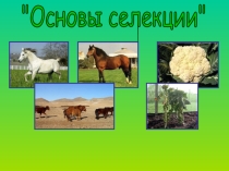 Презентация по биологии на тему:Основы селекции(10 кл)