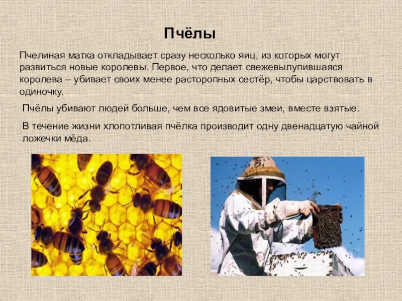 Информация о пчелах 2 класс окружающий. Пчеловодство презентация. Сообщение о пчеловодстве. Информация о пчелах. Пчеловодство доклад.