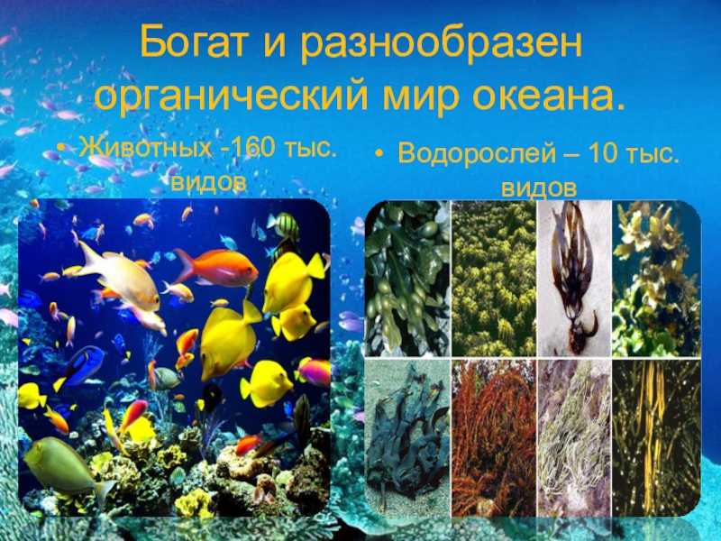 Условия существования живых организмов в океане. Планктон Нектон бентос. Живые организмы мирового океана. Разнообразие жизни в океане. Органический мир Атлантического океана.