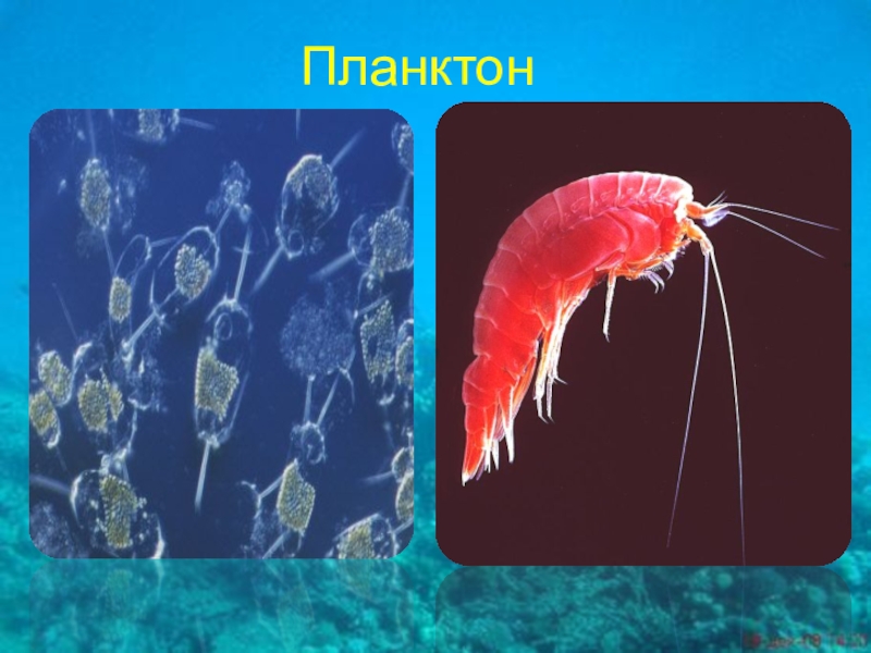 Планктон это организмы