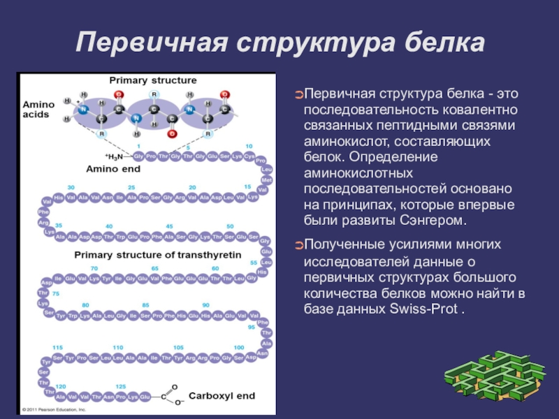 Связи в белковой молекуле. Первичная и вторичная структура белка. Какими связями образована первичная структура белка. Первичная структура белка. Первичная и вторичная структура белка связи.
