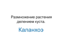 Материалы к уроку Размножение растения делением куста