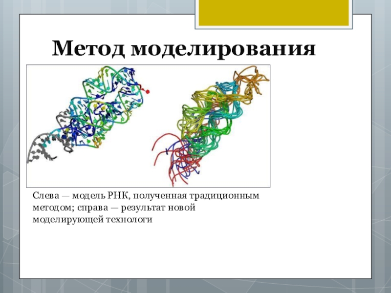 Исследование биологической модели