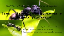 Исследовательский проект по теме: Разведение муравьёв в домашних условиях