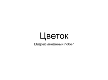 Презентация Цветок 6 класс