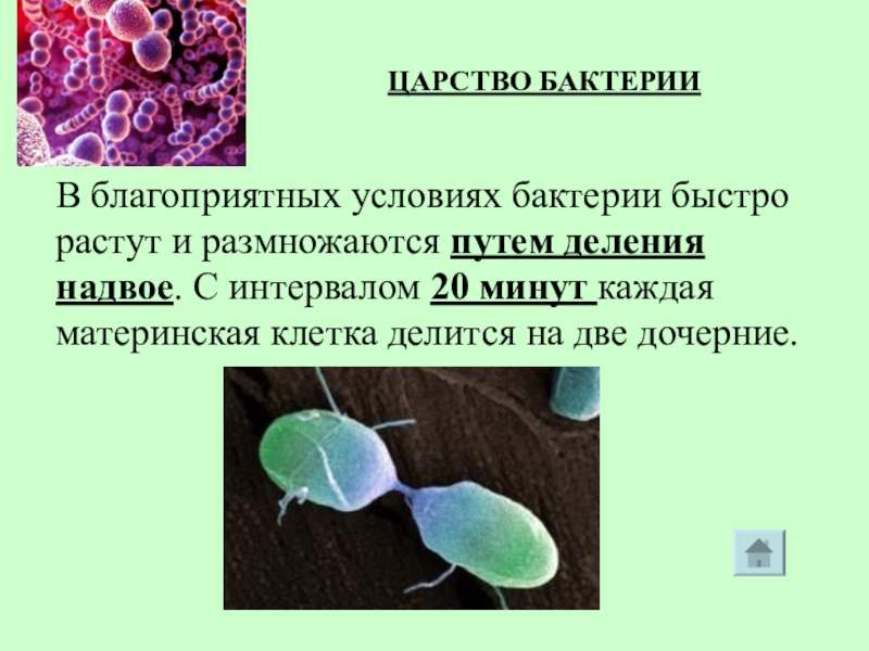 Сообщение по биологии 5 класс. Царство живых организмов бактерии. Биология царство бактерий. Презентация на тему царство бактерий. Царство бактерий 5 класс биология.