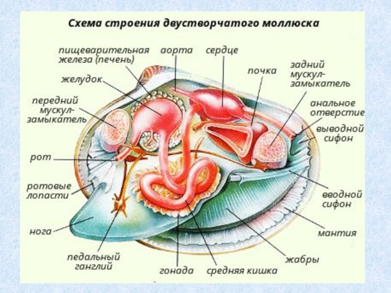 Двустворчатые моллюски рисунок