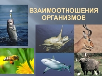 Презентация по биологии на тему Взаимоотношения организмов