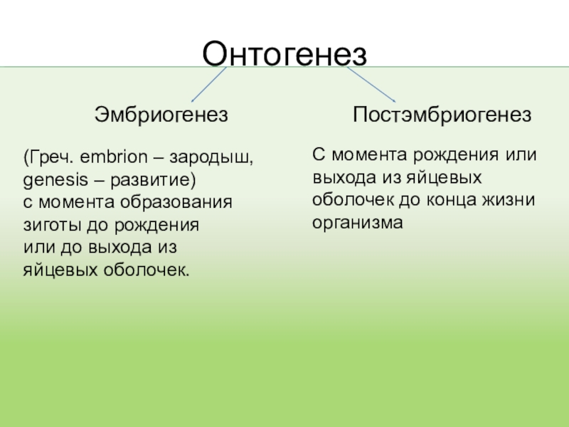 Онтогенез презентация 10 класс