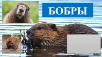 Презентация по окружающему миру на тему Бобры