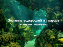 Значение водорослей в природе и жизни человека (6 класс)