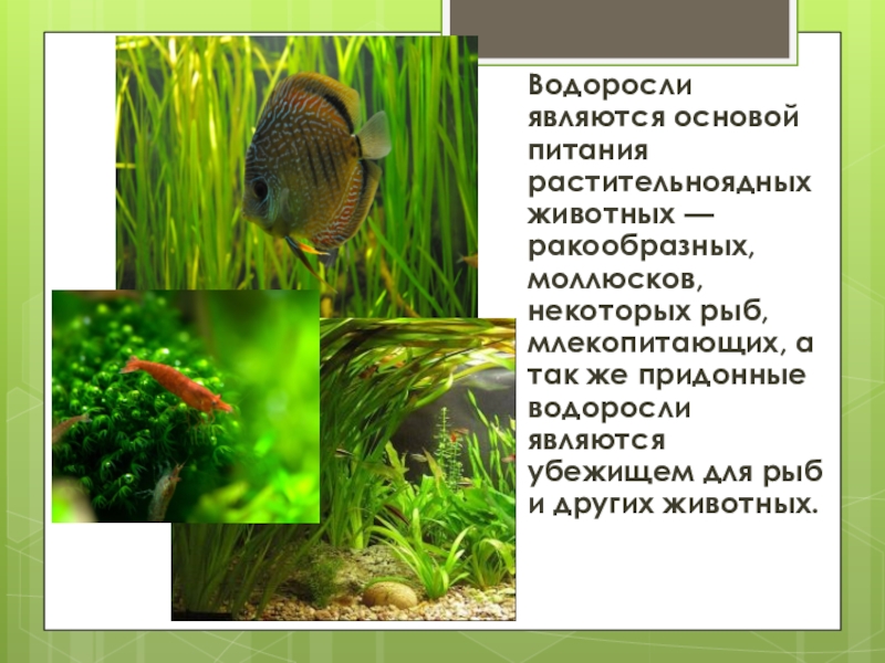 Дыхание водорослей. Рыбы питающиеся водорослями. Растительноядные морские рыбы. Водоросли в природе и жизни человека. Рыбка которая питается водорослями.