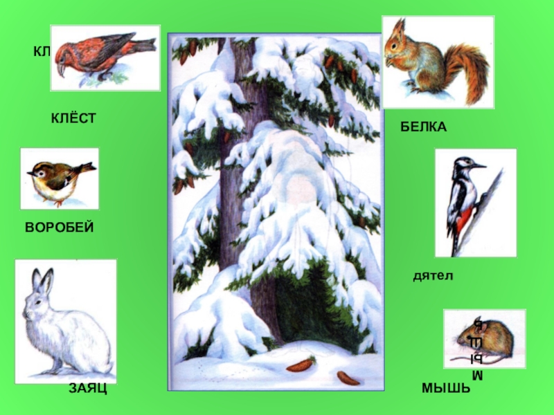 зверята в лесу. зеленые страницы белки. лесные зверята на белом фоне. следы зайца и белки мыши. заяц,ёж.