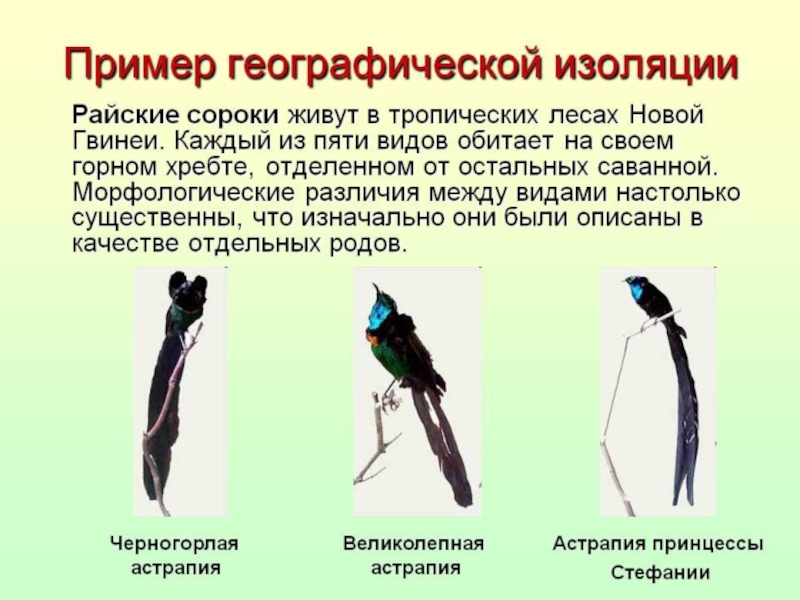 Способы изоляции видов. Биологическая изоляция примеры. Географическая изоляция примеры. Изоляция в биологии примеры. Пространственная изоляция примеры.