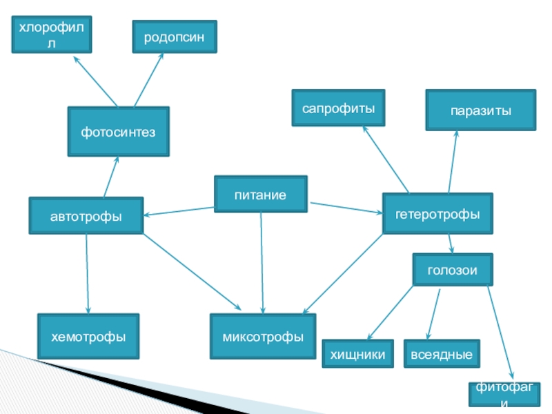 питаниеавтотрофыгетеротрофымиксотрофыхемотрофыфотосинтезхлорофиллродопсинголозоихищникивсеядныефитофагисапрофитыпаразиты
