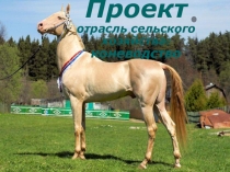 Презентация по окружающему миру для 4 класса Коневодство