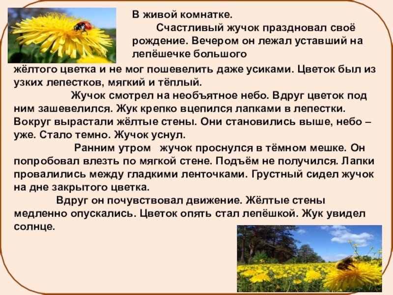 Текст как хорошо бывает летом. Изложение в живой комнатке. Жучок изложение. План текста счастливый жучок. Изложение интересный жучок.