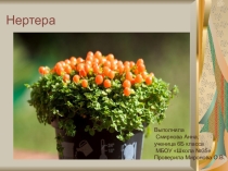 Презентация по технологии на тему Нертера
