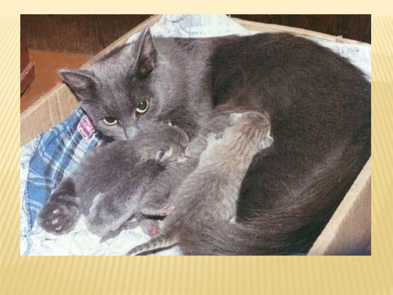 Звук кошки мамы котятам. Серый котенок с мамой. Слепые котята и мама кошка. Серый слепой котенок. Серенькие котята с мамой.