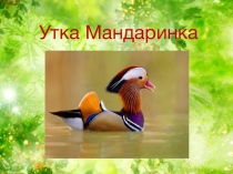 Презентация редкие и исчезающие виды птиц Красной книги Утка Мандаринка