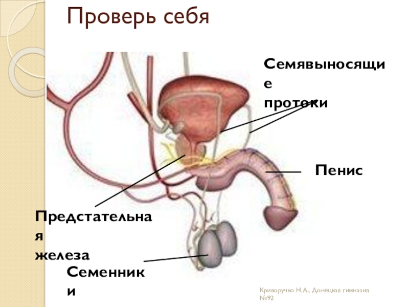 Доклад: Предстательная железа