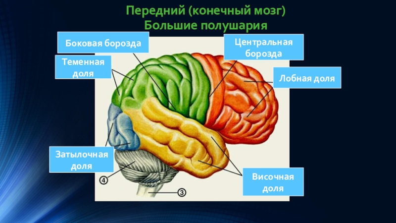 Полушария переднего мозга имеют. Внешнее строение конечного мозга. Общий план строения конечного мозга. К структурам конечного мозга относятся. Функции конечного мозга физиология.