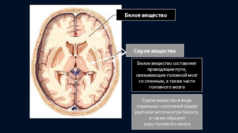 Проведенные на головном мозге. Проводящие пути белого вещества головного мозга. Прослойки белого вещества. Серое и белое вещество головного проводящие пути.