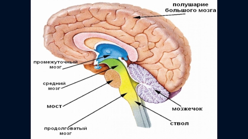 Мозг 5 класс. Отделы головного мозга. Строение головного мозга. Строение отделов головного мозга. Схема строения отделов головного мозга.