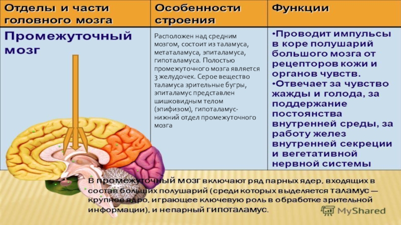 Функции среднего мозга 8 класс биология. Промежуточный мозг строение и функции таблица. Структуры отделов и функции промежуточного мозга. Функции отдела головного мозга промежуточный мозг. Промежуточный мозг строение и функции кратко.