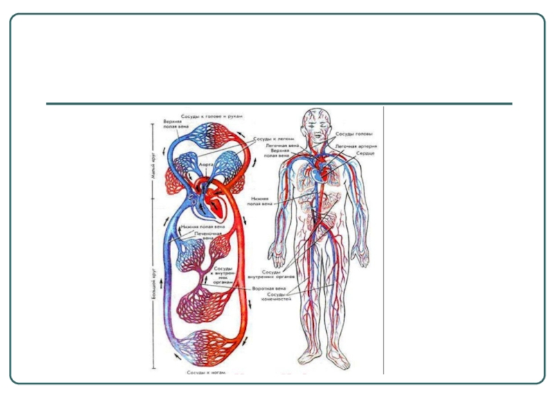 Укажите название органа кровеносной системы человека. Кровеносная система. Кровеносная система человека схема. Органы кровеносной системы схема. Кровеносная система человека рисунок.